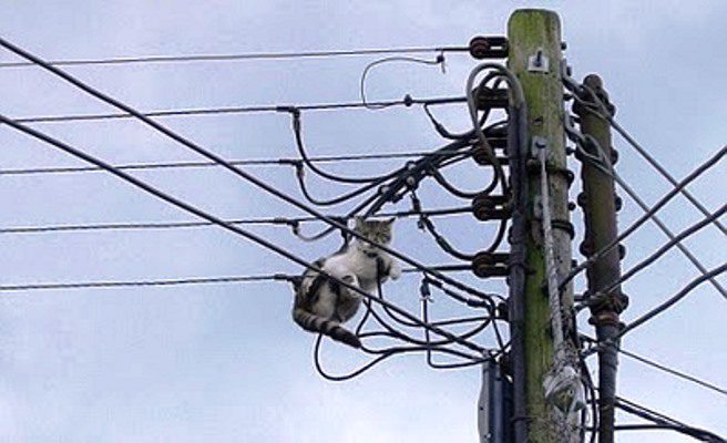 Resultado de imagem para um gato no poste de energia