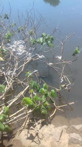 peixes-mortos-no-rio-jucu1