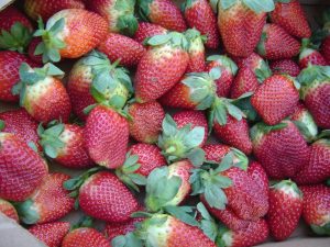 morango