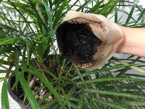 Aplicação de borra de café não elimina o Aedes aegypti