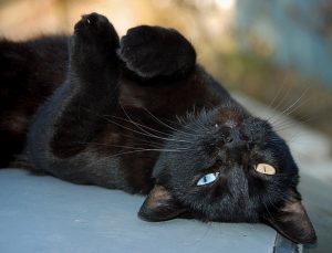 Sexta-feira, 13: tadinho dos gatos pretos