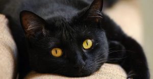 Sexta-feira, 13: tadinho dos gatos pretos
