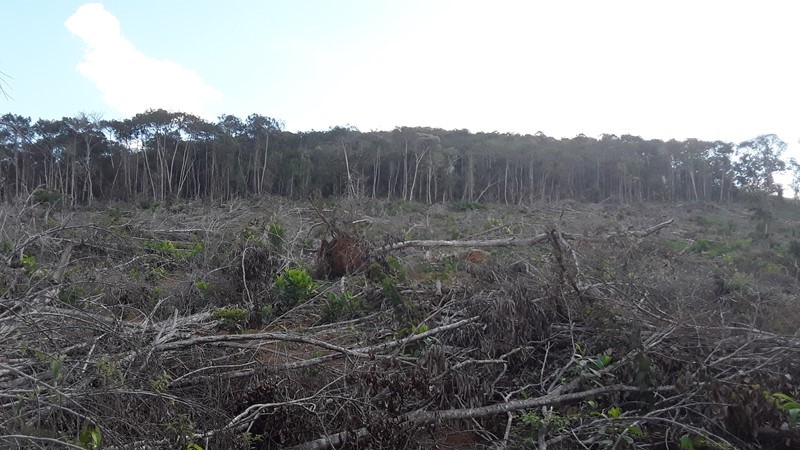 MPs querem aplicação de Lei da Mata Atlântica para proteger bioma no ES
