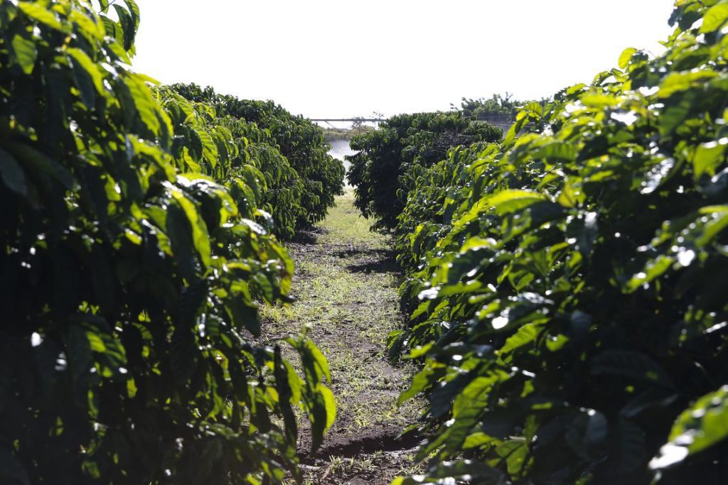 Espírito Santo é o 1º no cultivo de oito produtos agrícolas
