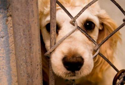 Mais de 5 mil animais apreendidos em um ano no Espírito Santo