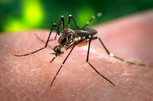 Dengue: 22 mortes registradas no Espírito Santo