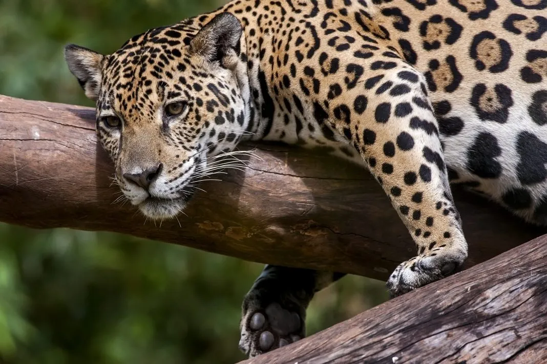 Onça-pintada (Panthera onca) | Jaguar