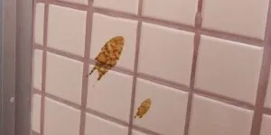 Morcegos preocupam moradores do bairro De Lourdes