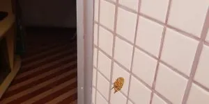 Morcegos preocupam moradores do bairro De Lourdes