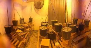 Polícia descobre um laboratório em São Cristóvão com vários pés de maconha