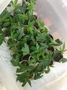 Polícia descobre um laboratório em São Cristóvão com vários pés de maconha