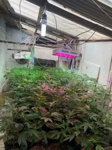 Polícia descobre um laboratório em São Cristóvão com vários pés de maconha