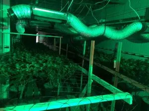 Polícia descobre um laboratório em São Cristóvão com vários pés de maconha