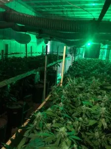 Polícia descobre um laboratório em São Cristóvão com vários pés de maconha