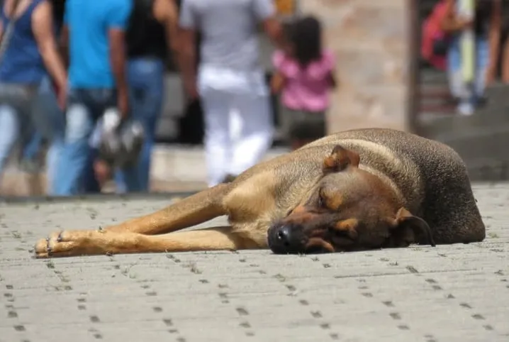 Animais domésticos terão direito a RG com cadastro nacional Animais domésticos terão direito a RG com cadastro nacional