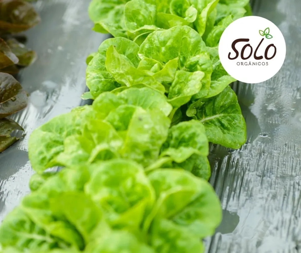 Do campo para mesa. Conheça a Extrafruti, empresa capixaba referência em gestão de hortifrutigranjeiros.