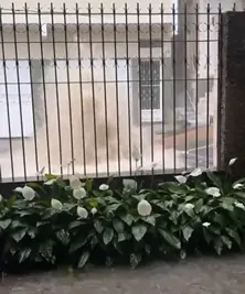 Queda de árvores, telhados destruídos e ruas alagadas; temporal provoca diversos estragos em Colatina