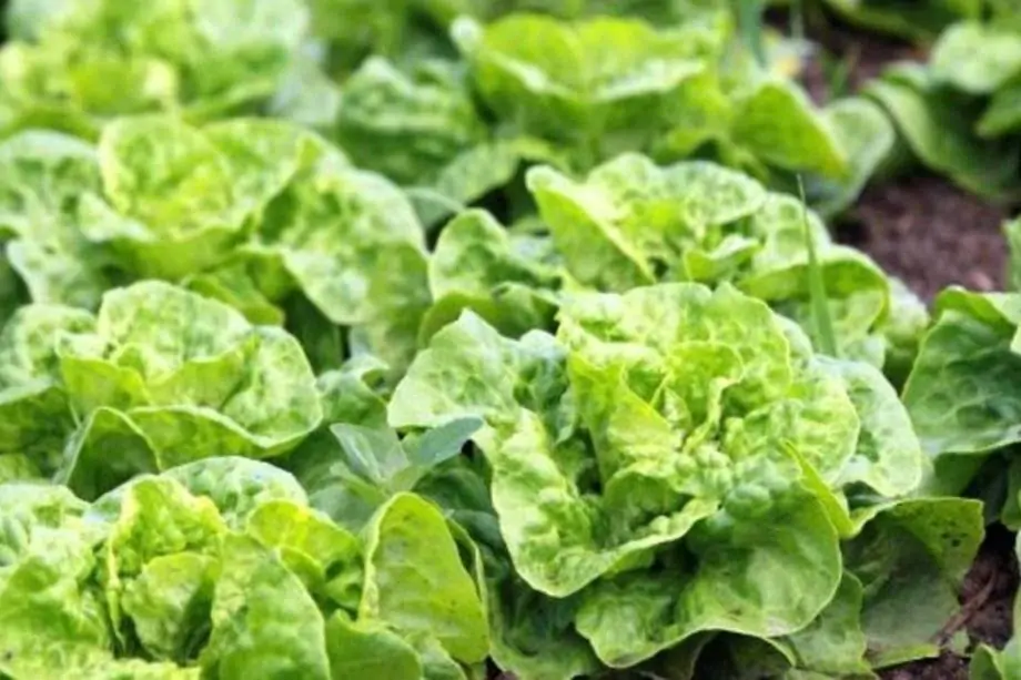 “Calorias negativas” que emagrecem e nutrem