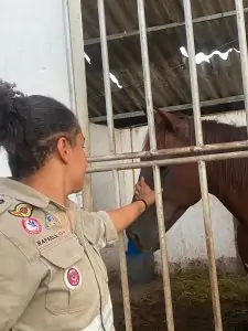 Mais de 600 animais foram assistidos após tragédia no sul do ES