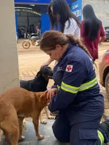 Mais de 600 animais foram assistidos após tragédia no sul do ES