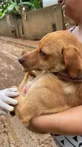Mais de 600 animais foram assistidos após tragédia no sul do ES