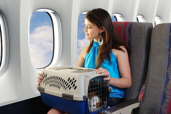 Saiba quais são as regras para viajar com pets em aviões