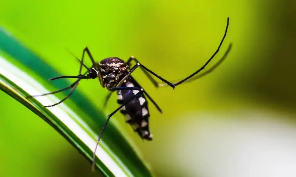 No Brasil, mortes por dengue em 2024 superam total dos oito anos anteriores No Brasil, mortes por dengue em 2024 superam total dos oito anos anteriores