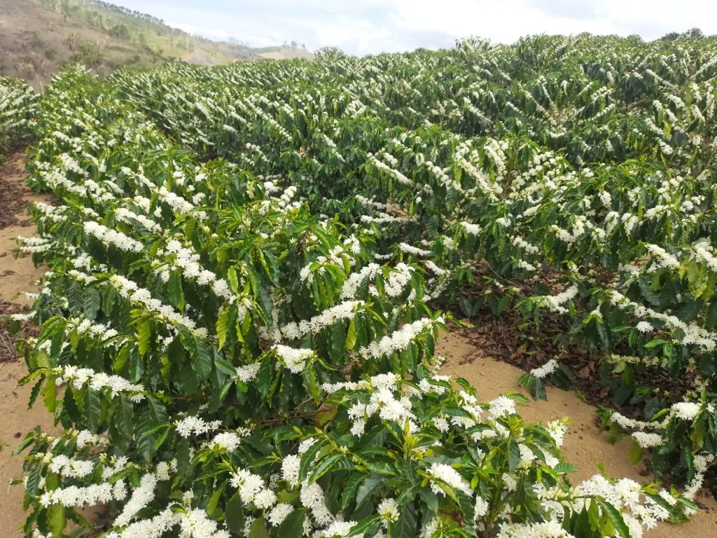 25% do café exportado pelo Brasil sai do Espírito Santo