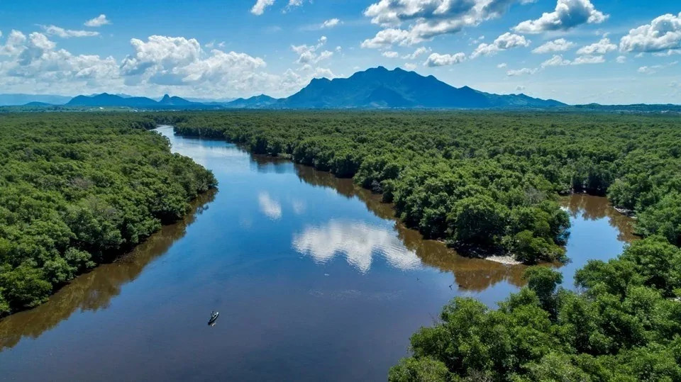 Perda de manguezais desacelera no mundo, mas metade dos ecossistemas ainda corre risco de colapso
