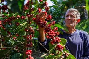 Do grão à xícara: a importância do café na economia e cultura capixaba Do grão à xícara: a importância do café na economia e cultura capixaba