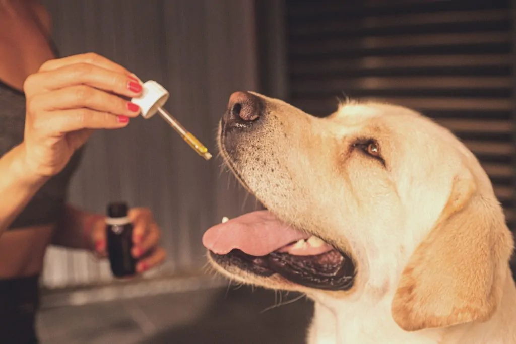 Tutores relatam melhora na saúde de pets após tratamento com Cannabis medicinal