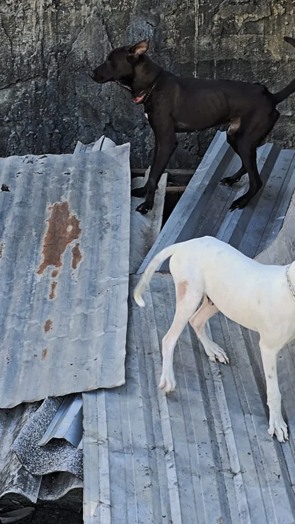 Cães com sinais de maus-tratos são resgatados em Vitória; tutor foi preso