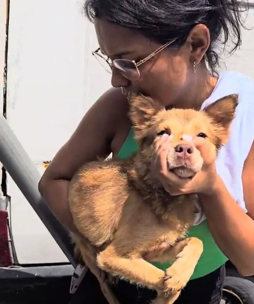 Animais com sinais de maus-tratos são resgatados em ferro-velo na Serra
