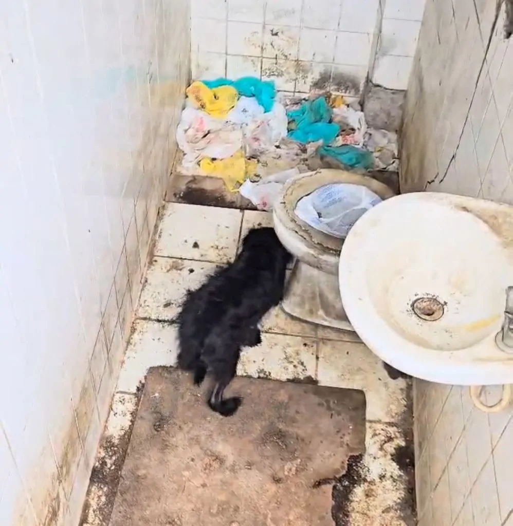 Animais com sinais de maus-tratos são resgatados em ferro-velo na Serra
