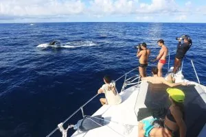 Vitória vai inaugurar píer flutuante para passeios de observação de baleias jubarte