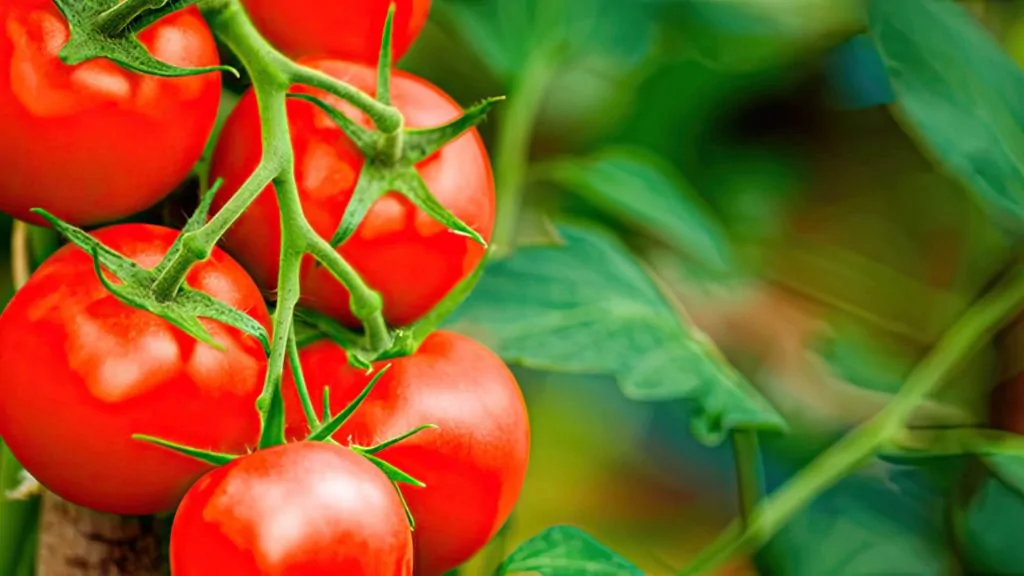 Alimentos que ajudam na prevenção do câncer!