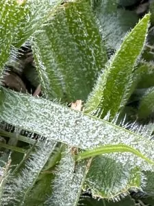 Temperatura chega a 3 °C no Caparaó; Pedra Azul tem geada