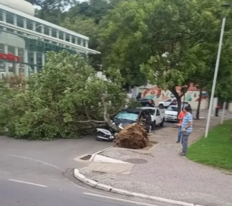 Vento derruba árvores e causa transtornos na Grande Vitória