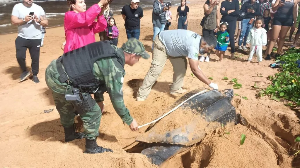 Tartaruga-gigante ameaçada de extinção aparece na praia de Jacaraípe