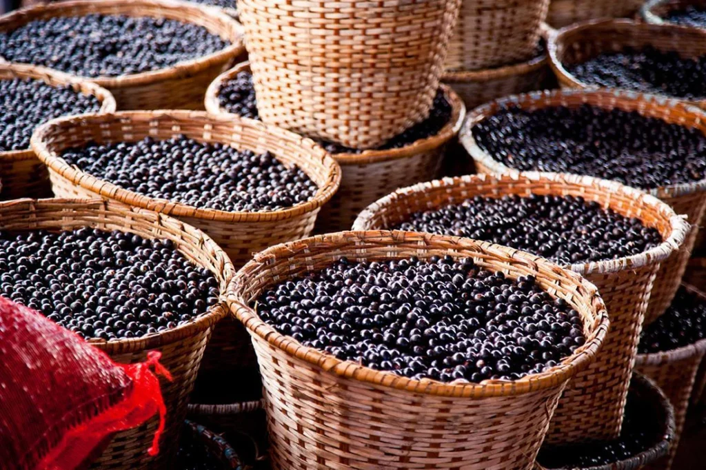 Caroço do açaí vira fonte de energia para produção de cimento, uma das indústrias mais poluentes