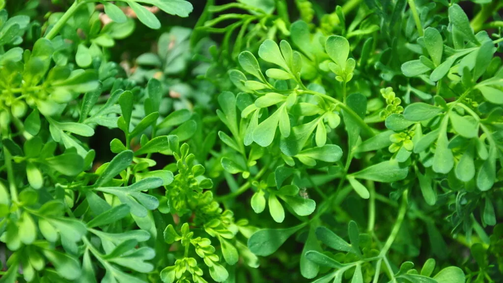 Plantas podem mesmo afastar escorpiões ou não? Saiba o que diz a ciência