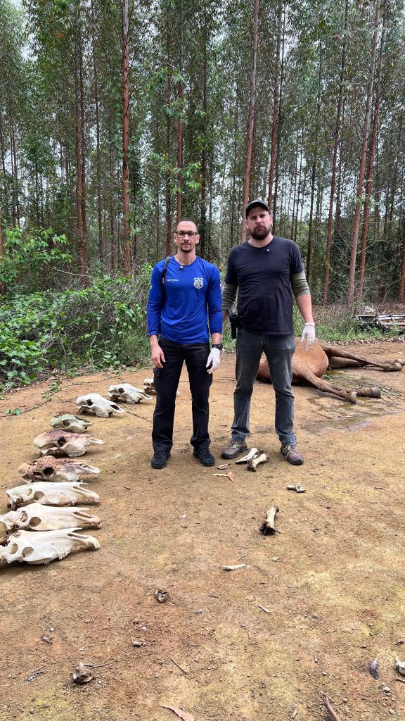 Cemitério de ossos e abates cruéis: polícia detalha esquema de carne clandestina no ES