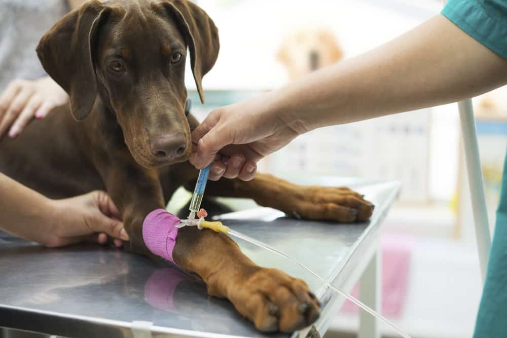 Mercado pet cresce 7% no Espírito Santo, puxado pelos pequenos negócios