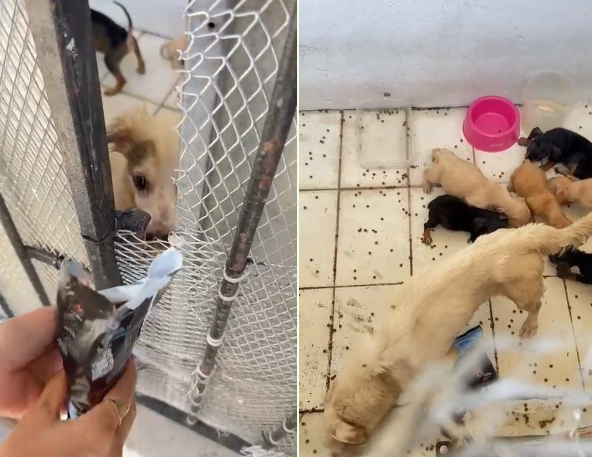 maus tratos animais vv