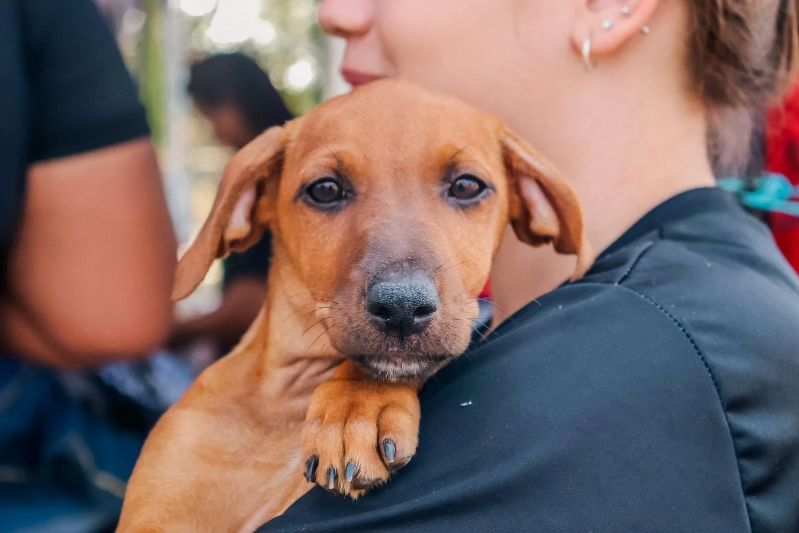 Colatina realiza feira de adoção de cães e gatos no centro da cidade neste sábado - ES HOJE