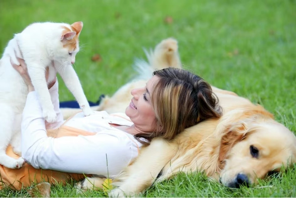 Animais vão para o céu? O que a Bíblia realmente diz