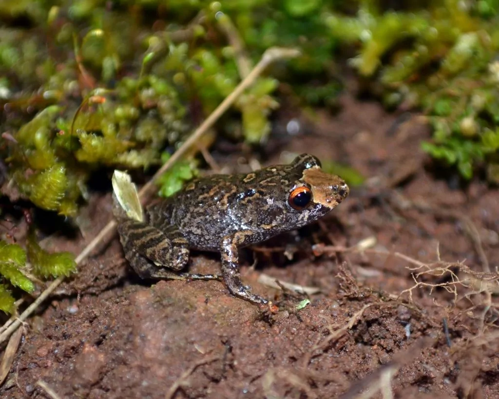 Nova espécie de anfíbio é descoberta no Parque do Caparaó após cinco anos de pesquisa