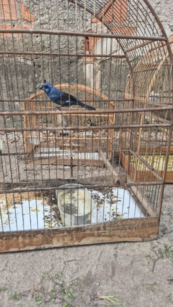 Oito aves silvestres são resgatadas em operação em Vila Velha