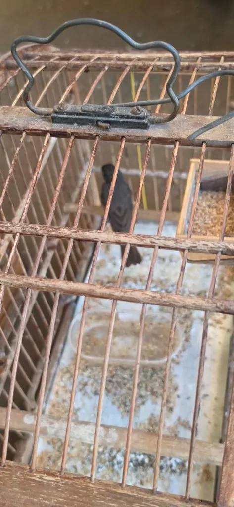 Oito aves silvestres são resgatadas em operação em Vila Velha
