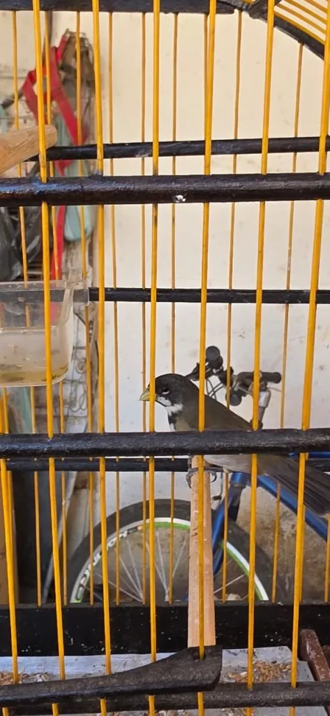 Oito aves silvestres são resgatadas em operação em Vila Velha